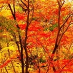 A photo of trees with red and orange leaves