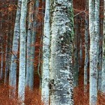 A photo of some birch tree trunks