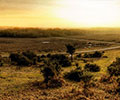 A photo of the New Forest at sunset