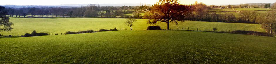 A photo of a field with a tree